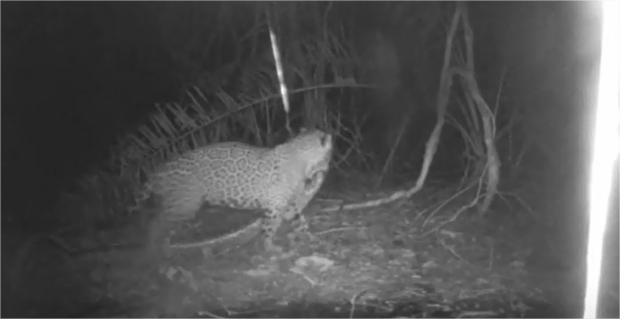 Onça é flagrada com sucuri viva na boca no pantanal de Mato Grosso;  veja 