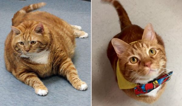 Gato perdeu dez quilos aps passar por uma dieta especial e sesso de exerccios