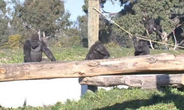 Visitante foi banido de zoo neozelands aps imitar gestos de gorila