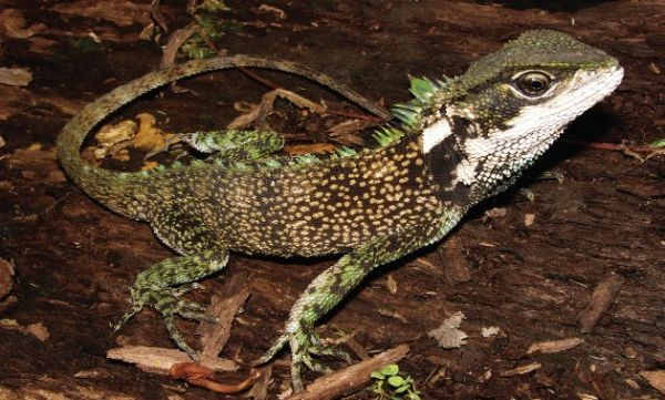 Um espcime adulto do lagarto 'Enyalioides sophiarothschildae', que foi encontrado no Peru