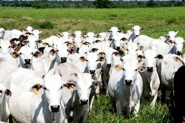 Polícia apreende 200 cabeças de gado e prooprietário de fazenda é preso por receptação