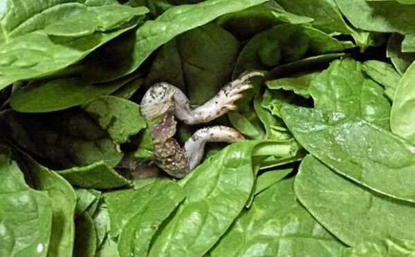 Donna Souza ficou em choque ao encontrar sapo morto em embalagem de salada