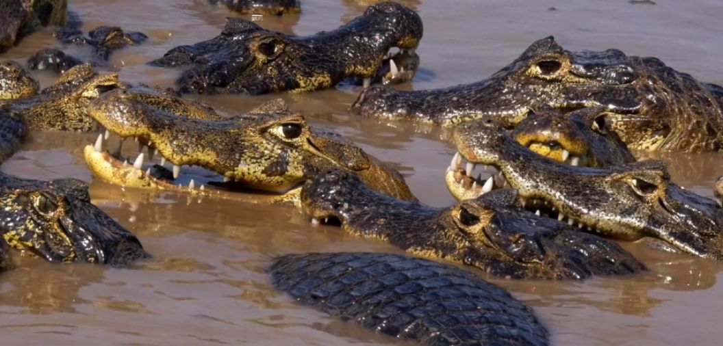 Em Cuiab, cineasta francs lana filme dublado por IA que humaniza jacar e outros animais do Pantanal de MT