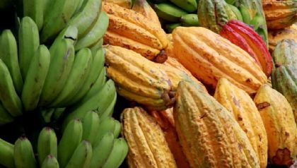 Agricultores familiares transformam reas improdutivas em plantaes de cacau e banana