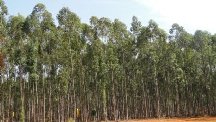 Silvicultores no precisam mais de licena para plantio de rvores destinadas  extrao de celulose
