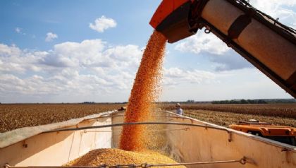 Produtores de milho tero que produzir 142 sacas por hectare para cobrir custos totais na safra 24/25