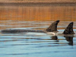 Baleias-orcas avanam quase 50 km por rio em feito indito no Alasca