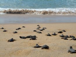 Filhotes de tartaruga correram para o mar na praia do Pecado; cerca de 500 pessoas foram assistir