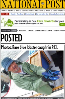 Espcie rara de lagosta azul  encontrada por pescador no Canad
