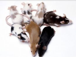 'Super-ratos' desenvolvem resistncia a venenos poderosos, diz estudo