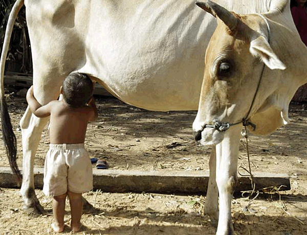 Aps observar bezerro, menino passa mamar na teta de vaca: fotos
