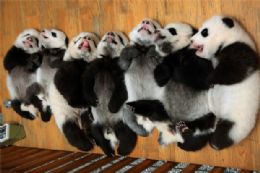 Filhotes de panda atraem turistas a centro de reproduo na China