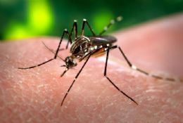 Indstria da dengue