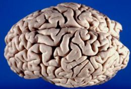 Conhea quatro mitos sobre o funcionamento do crebro humano