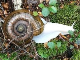Grupo encontra caracol albino em parque nacional da Nova Zelndia