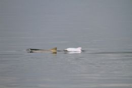 Golfinho albino  encontrado pela primeira vez em Santa Catarina