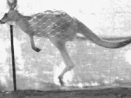 Cientistas estudam mecanismo do pulo do canguru