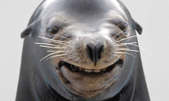 Em outubro de 2010, um leo-marinho foi flagrado 'sorrindo' durante um show em um parque aqutico em Kamogawa, no Japo