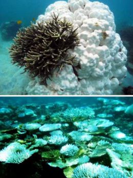 Primeira imagem mostra a sobrevivncia de corais na Malsia, durante aquecimento de 2010. J a segunda retrata efeitos do aumento de temperatura na Indonsia