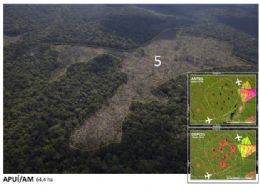 Greenpeace divulga imagens de desmatamento no Amazonas