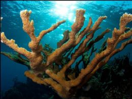 Cientistas revelam planos para salvar corais da extino