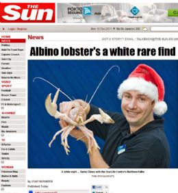 Rara lagosta albina  encontrada por pescador no Reino Unido