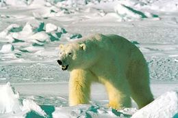 Urso polar pode ser includo em lista de proibio de comrcio