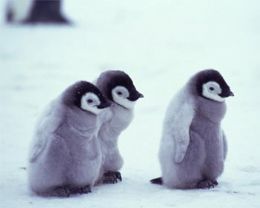 Pinguins jovens estariam morrendo na Antrtica por falta de comida