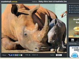 Filhote de rinoceronte ameaado nasce em zoo da Austrlia