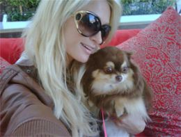 Fofo: Paris Hilton posta foto com seu cachorrinho