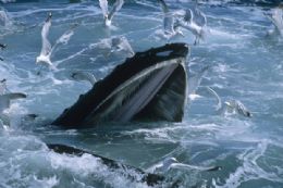 Fotgrafo lana livro com imagens de baleias ao longo de 30 anos