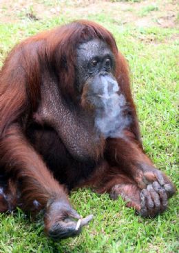 Autoridades malaias foram orangotango fmea a parar de fumar