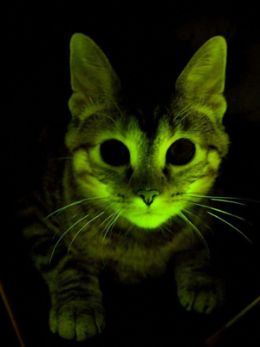 Gatos usados em pesquisa contra Aids felina brilham  luz ultravioleta