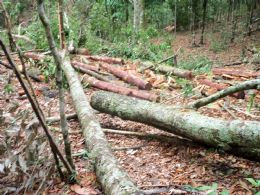 Seis pessoas so  presas por extrao ilegal de madeira em MT