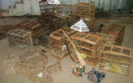 Polcia encontra aves em cativeiro e destri gaiolas em MG