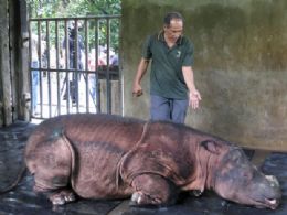 Espcie rara de rinoceronte recebe cuidados em reserva da Malsia