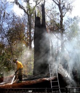 Os restos da rvore 'O Senador' logo aps incndio em janeiro de 2012.