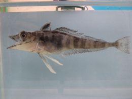 Peixes da Antrtida esto ameaados por mudana climtica, diz estudo