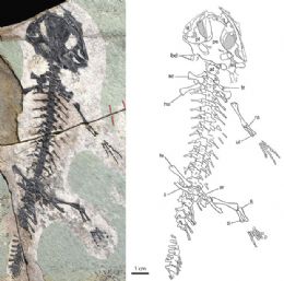  esquerda, o fssil da salamandra pr-histrica;  direita, o desenho feito pelos pesquisadores com base no modelo