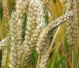 Preo do trigo importado cai 34% no primeiro trimestre
