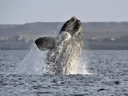 Brasil defende ideia de criar reserva de baleias no Oceano Atlntico Sul