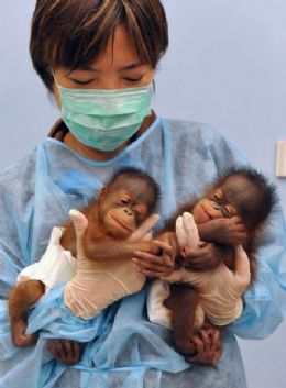 China apresenta filhotes de orangotango nascidos em zoolgico