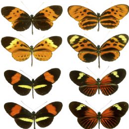'Supergene' faz borboleta da Amaznia mudar asas para proteo