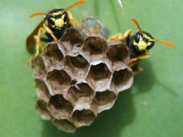 Estudo explica como vespas trabalham em equipe