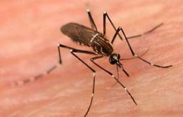 Temendo surto do dengue 4, MT j monitora sorotipos circulantes