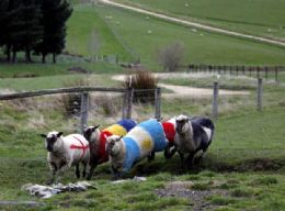 Fazenda exibe ovelhas pintadas com as cores de bandeiras de pases