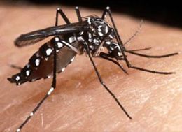 O mosquitos Aedes aegypti e Aedes albopictus so os transmissores da doena