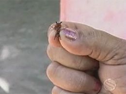 Escola infantil em SE suspende aulas devido a infestao de formigas