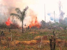 Evento alerta sobre conseqncias de queimadas para a sade da populao‏