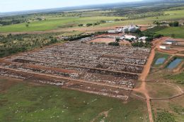 Mega leilo da Estncia Bahia   recorde mundial